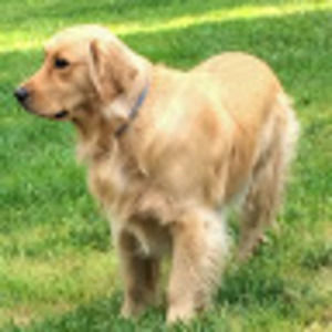 Meet your Posher, Dave